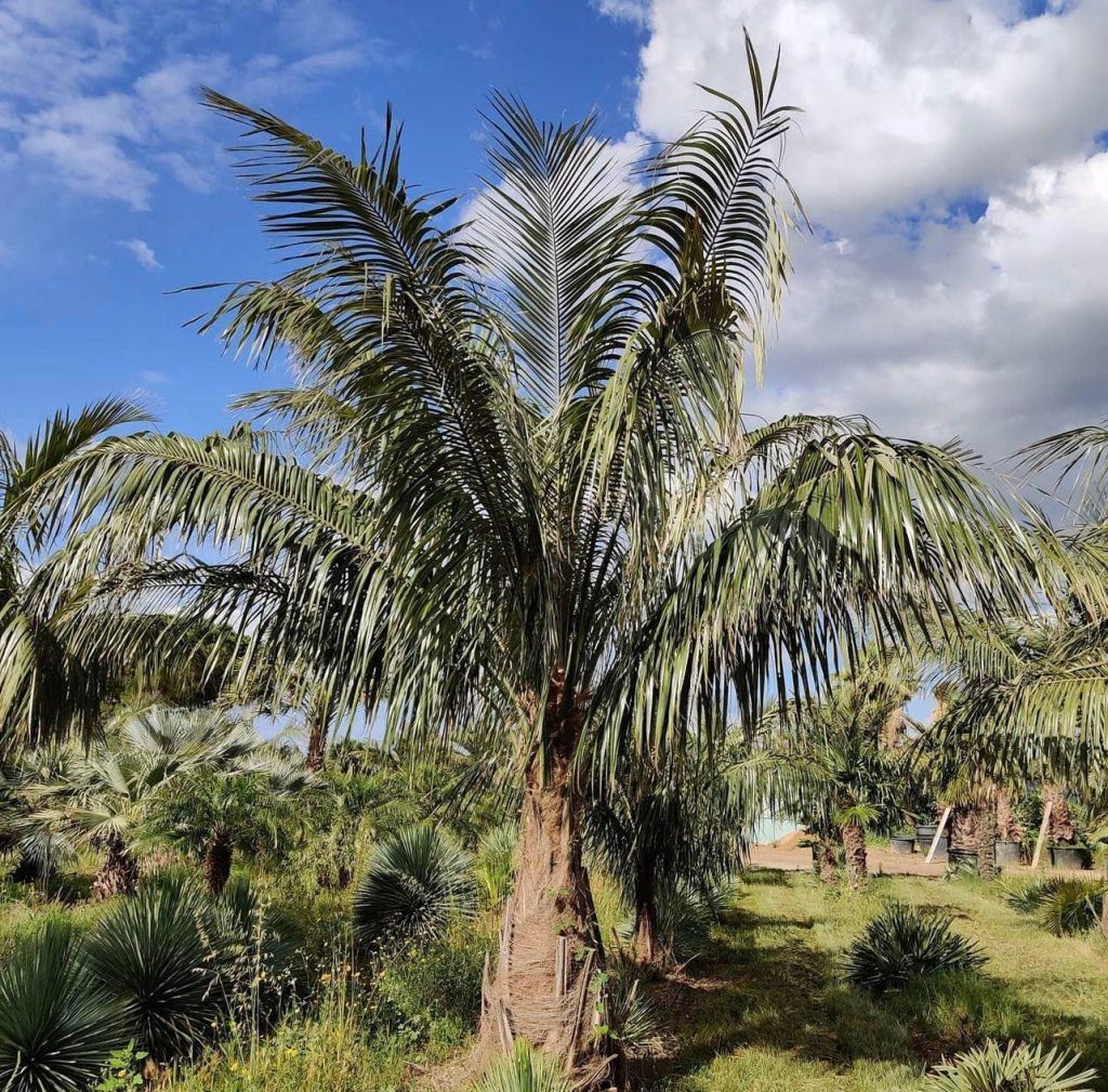 Parajubaea torallyi (1)