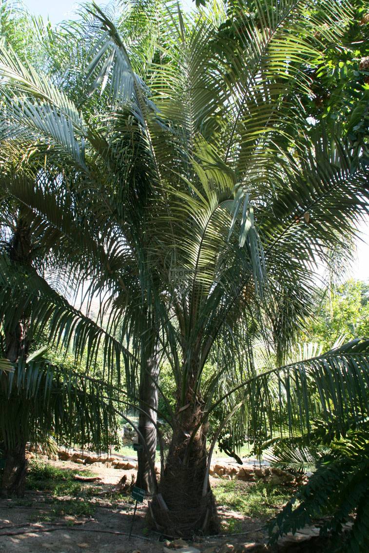 نخل بولیوی نخل بولیوی