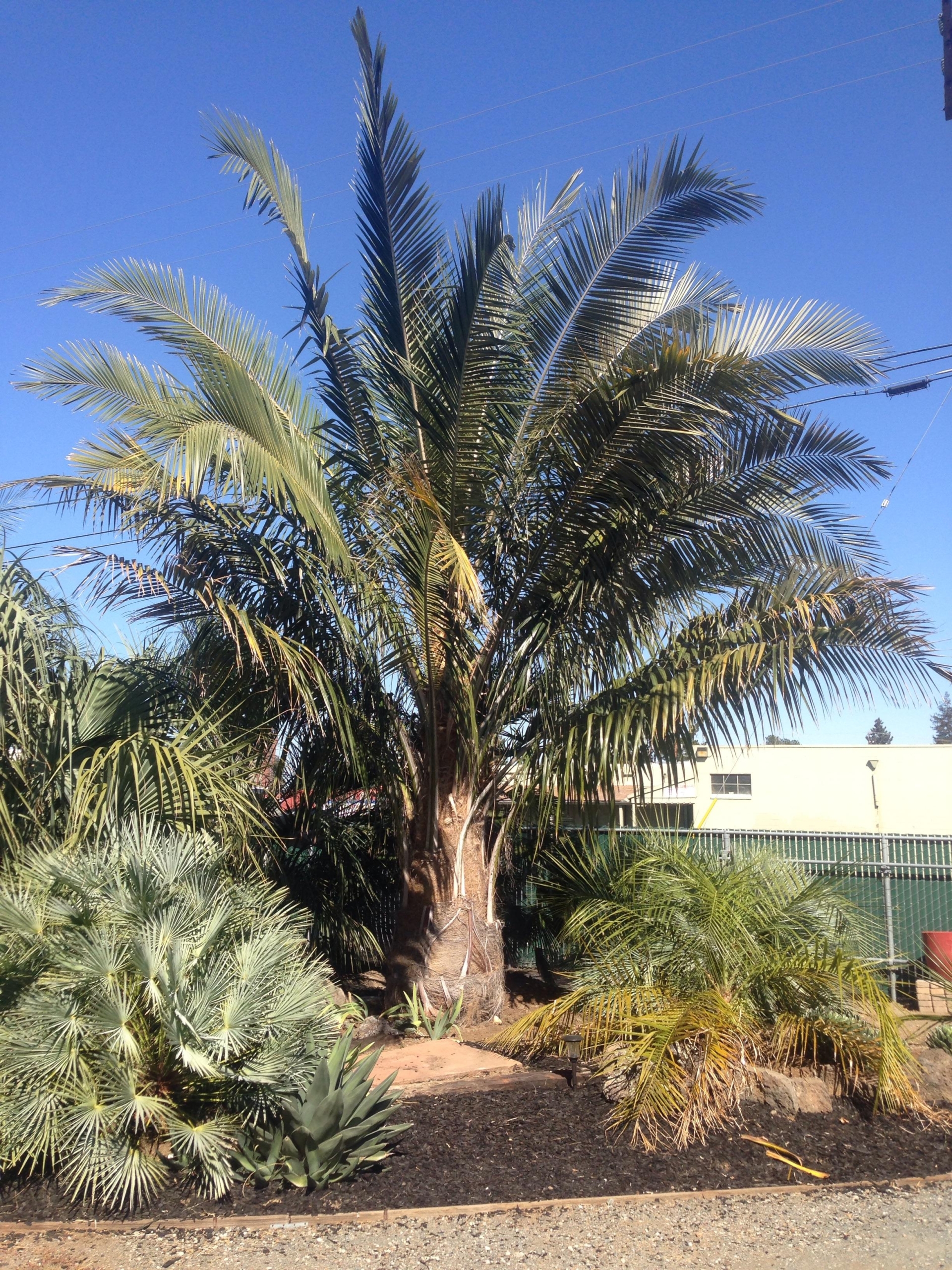 Parajubaea torallyi (3)