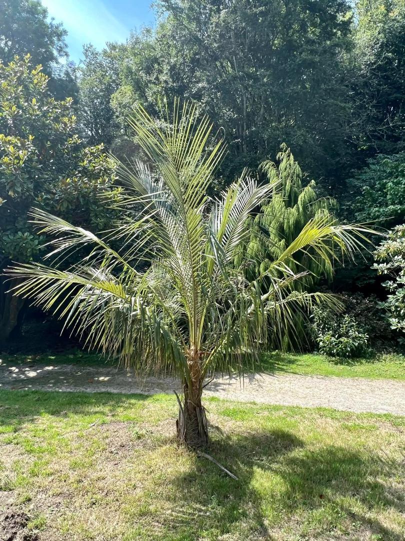 Parajubaea torallyi (5)