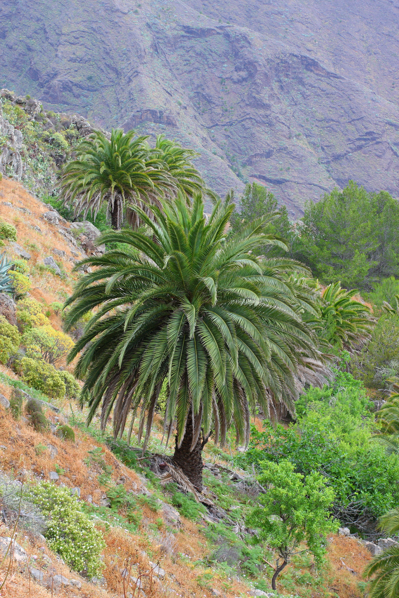 Phoenix dactylifera (1)