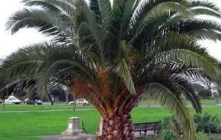 نخل خرما نخل خرما