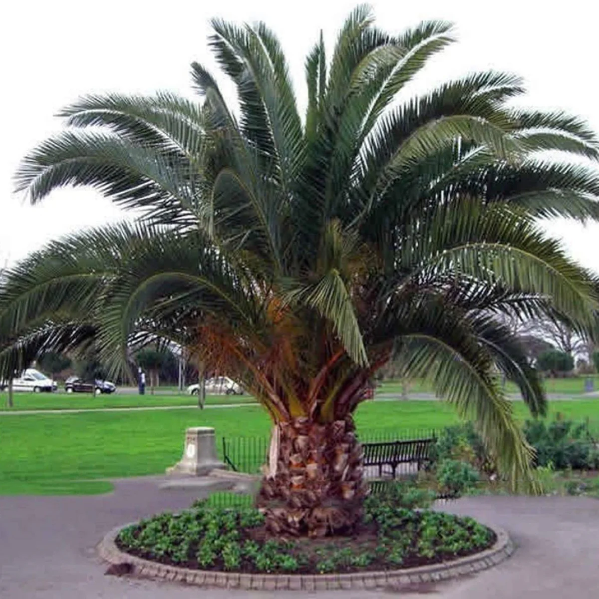 نخل خرما نخل خرما