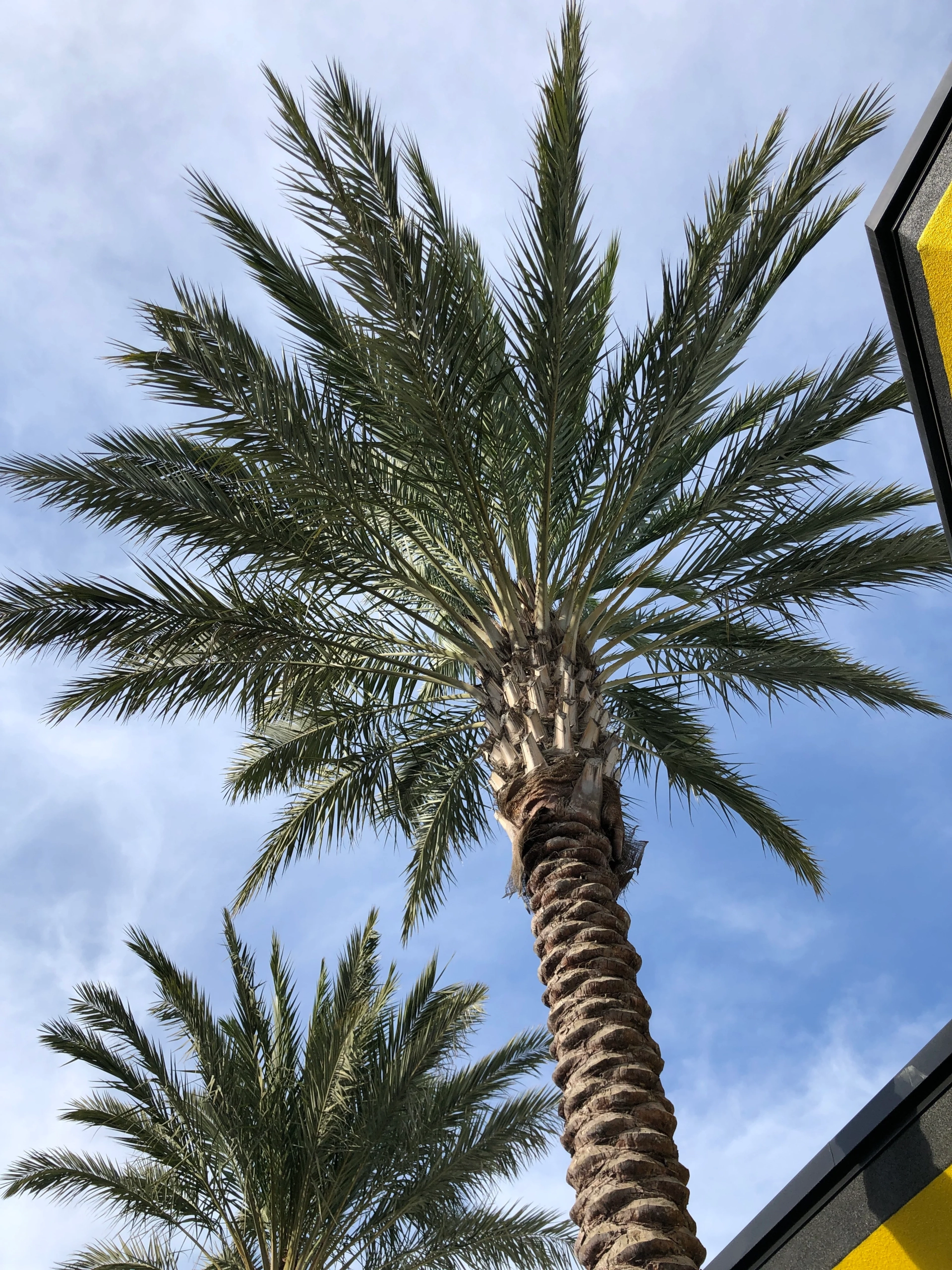 Phoenix dactylifera (4)