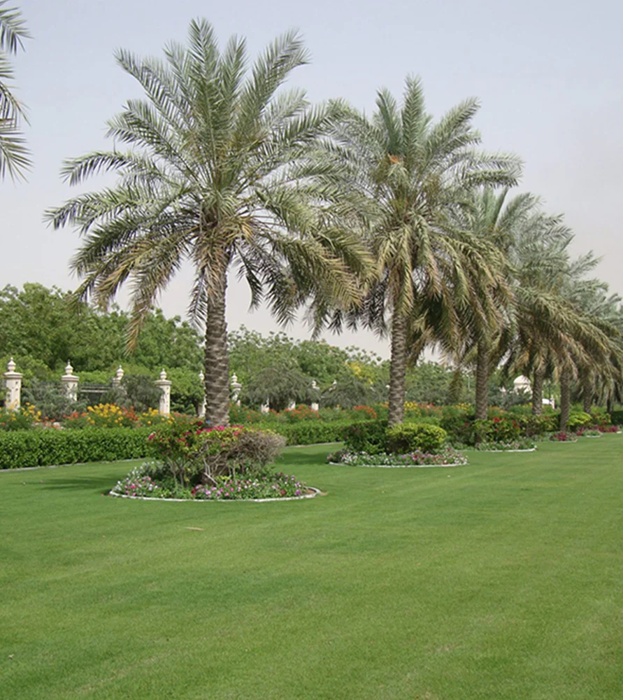 Phoenix dactylifera (5)