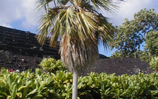 نخل بادبزنی هاوایی