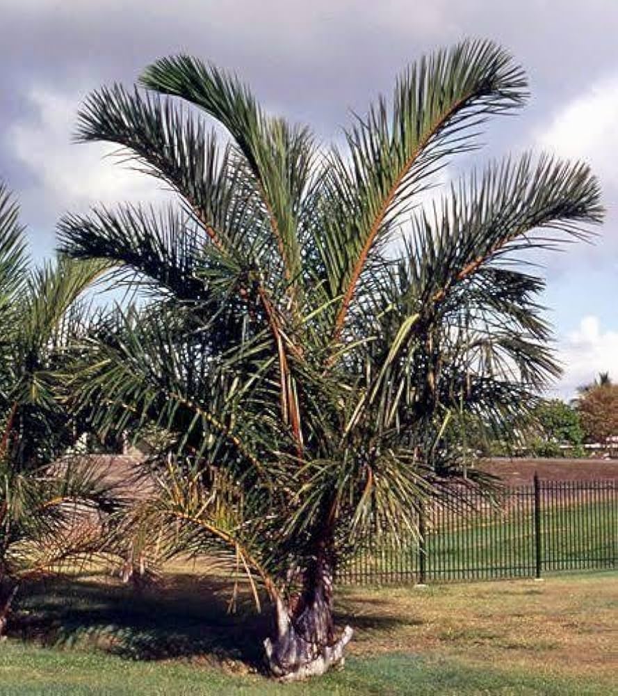 Raphia australis (1)