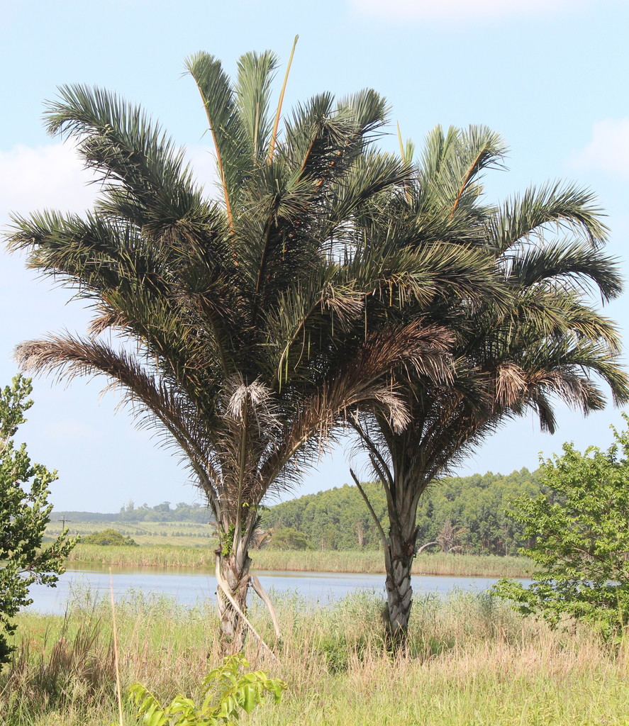 Raphia australis (2)