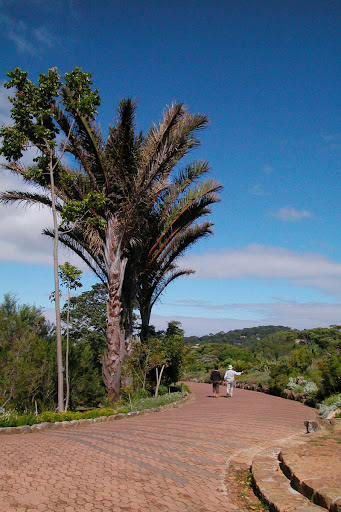 Raphia australis (6)