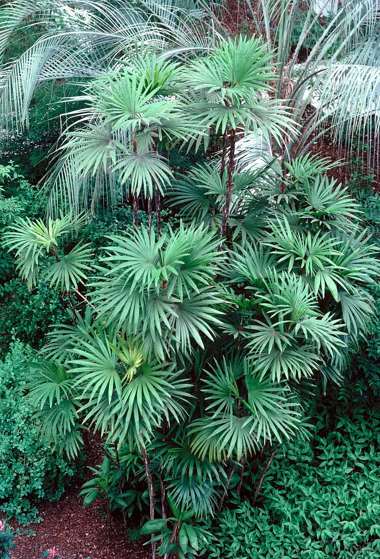 راپیس بلند راپیس بلند