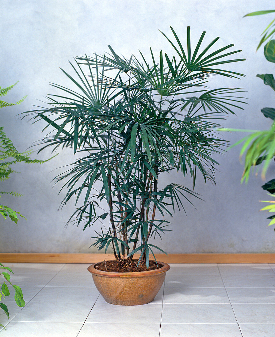 RHAPIS humilis (STECKENPALME)