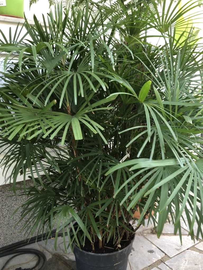 Rhapis humilis (4)