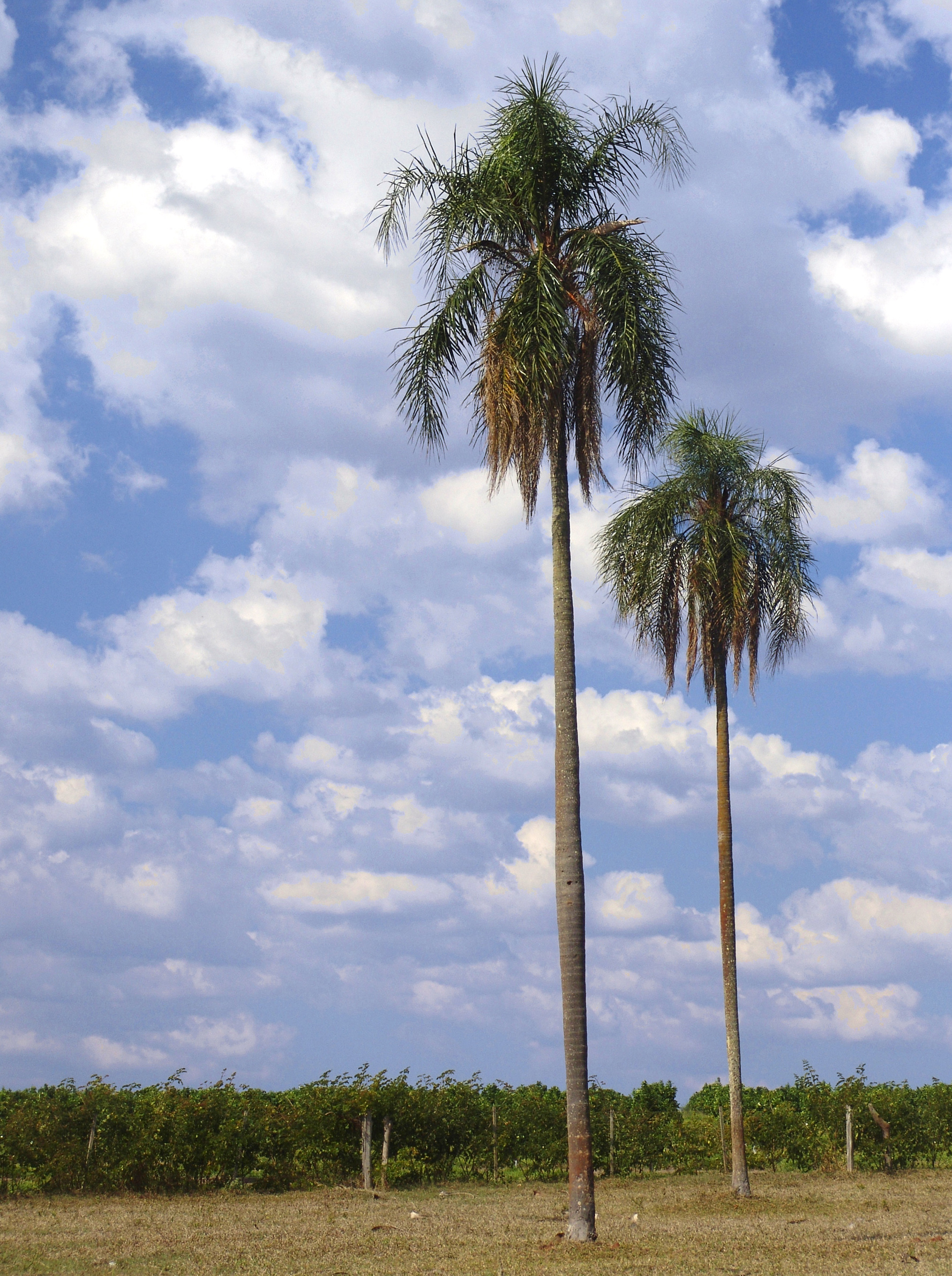Lat.: S Long.: W Alt. metros: