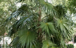 نخل بادبزنی جامائیکایی مرتفع