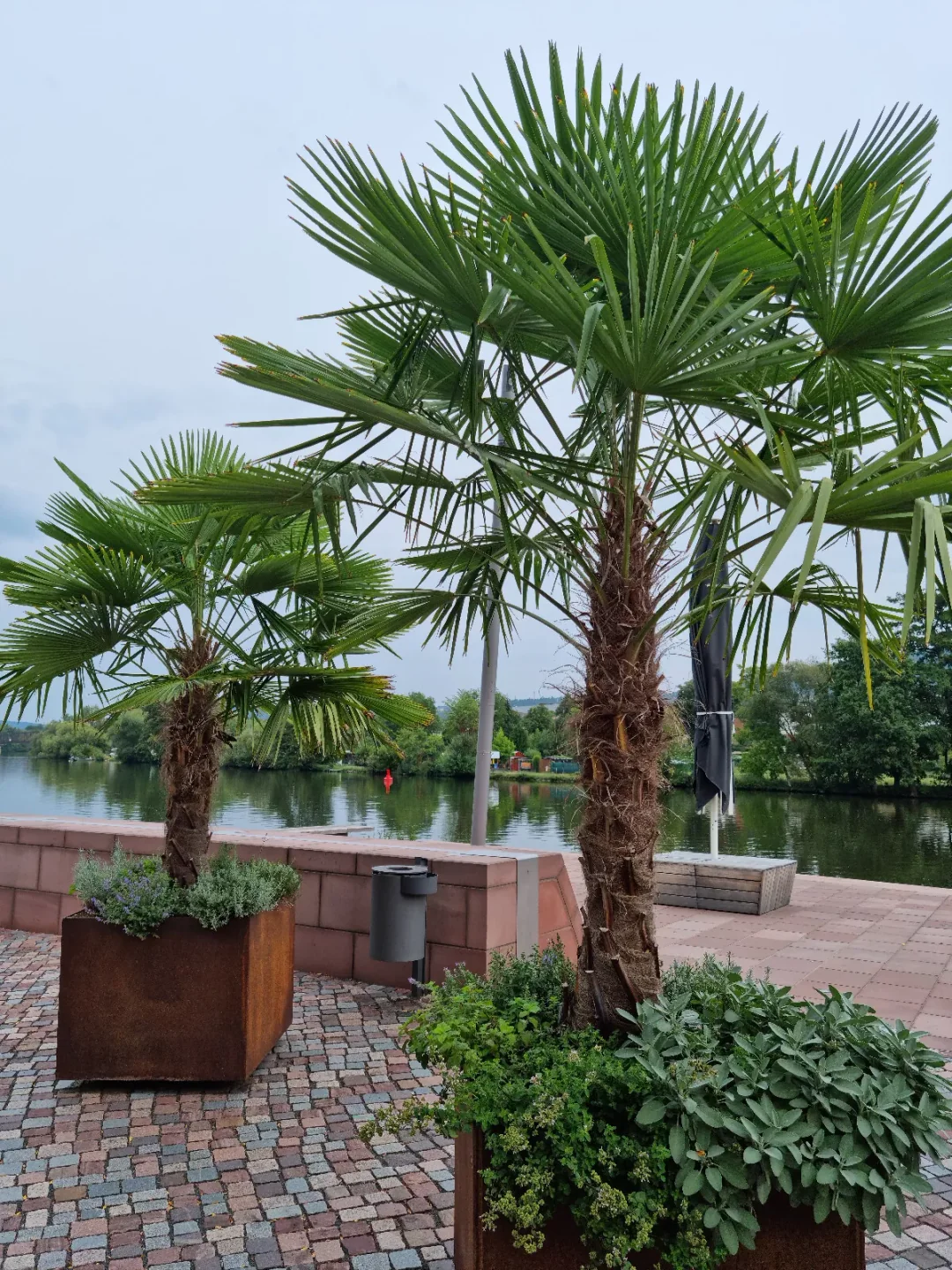 Trachycarpus fortunei (1)