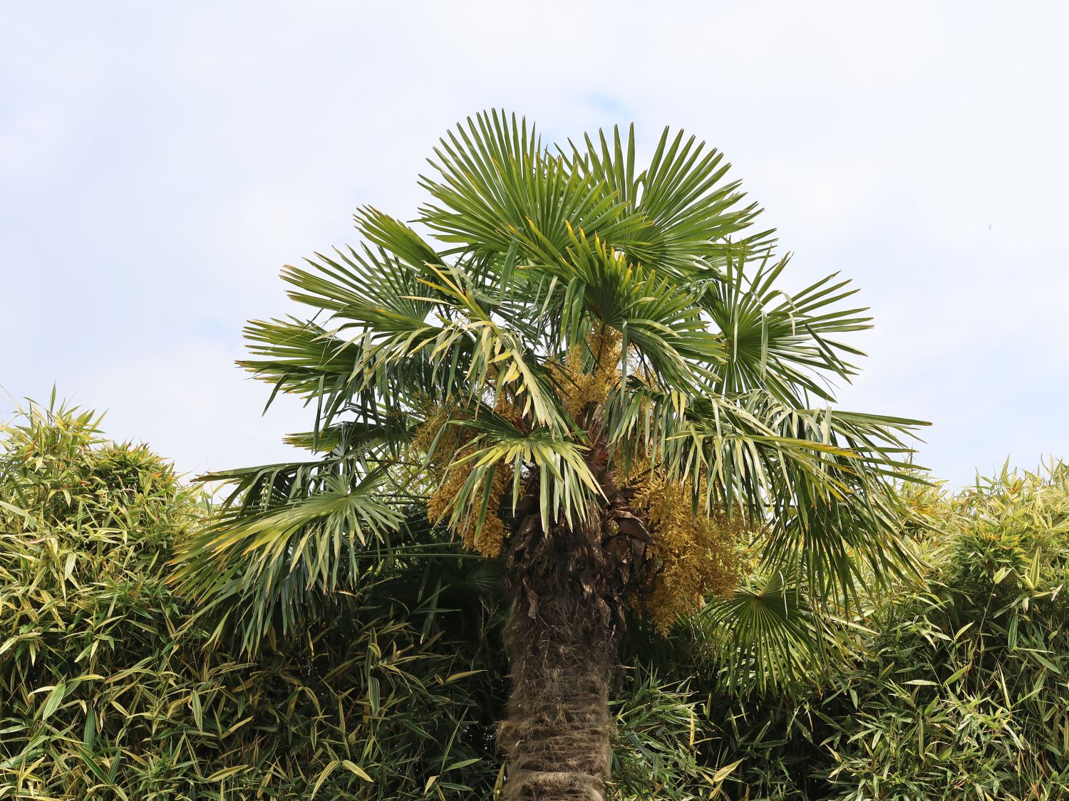 Hanfpalme – Trachycarpus fortunei