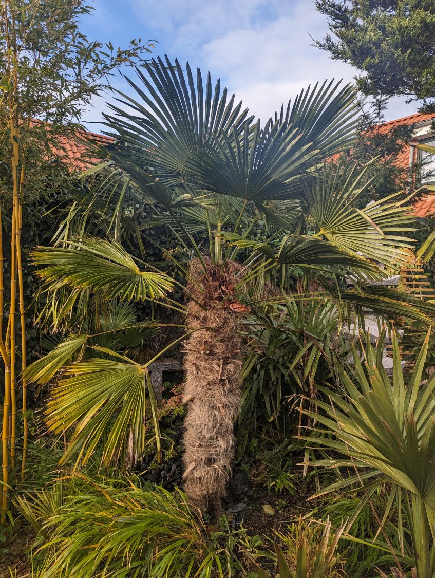 Trachycarpus fortunei (3)