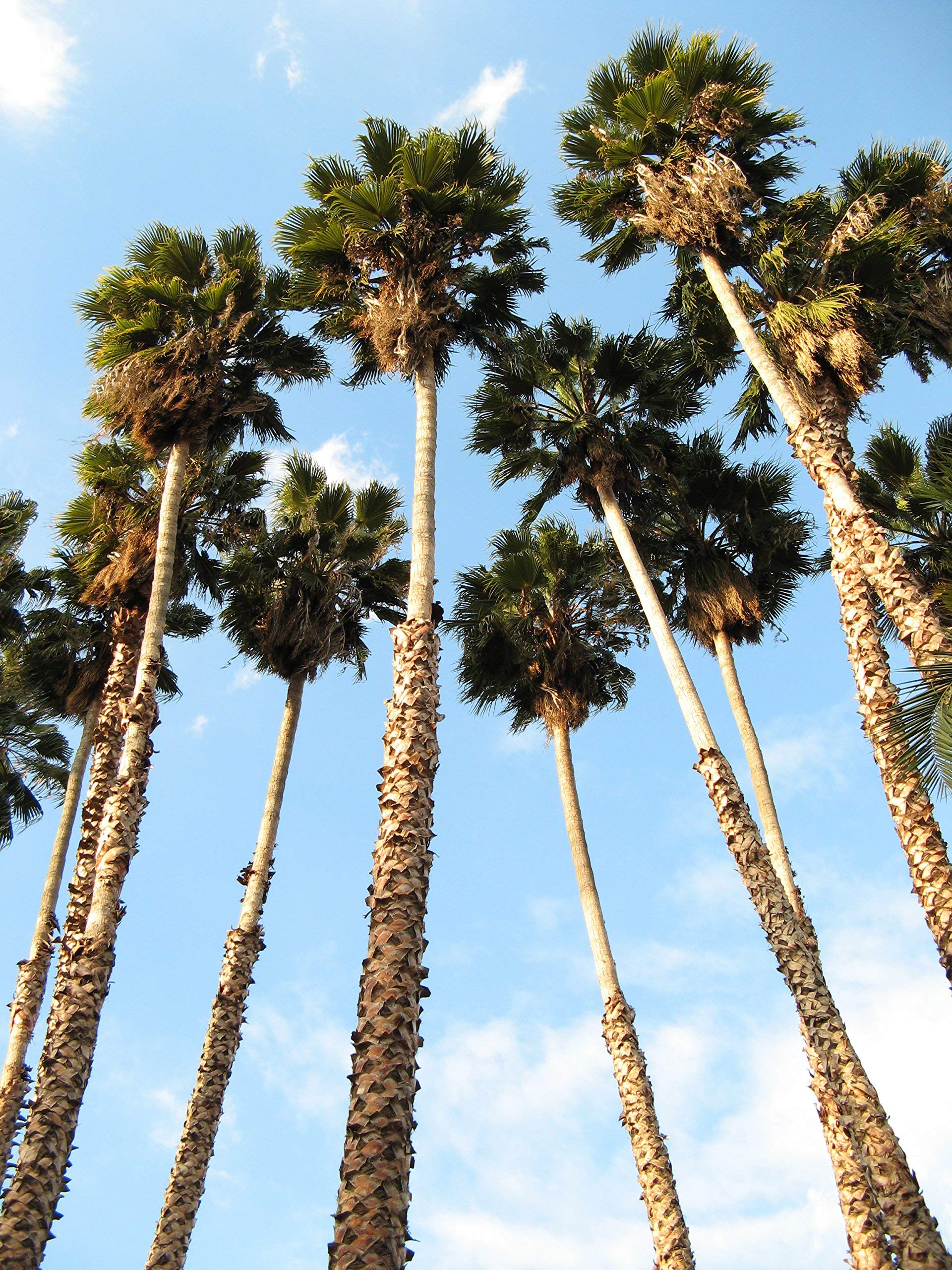 Washingtonia filifera (1)