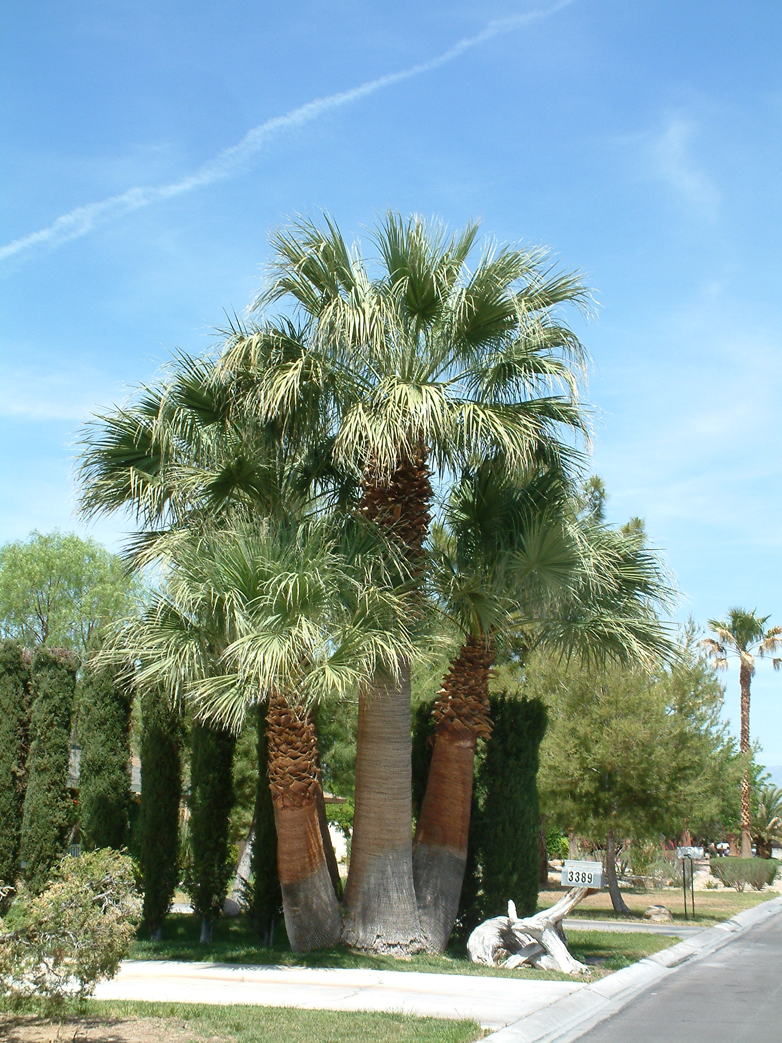 Washingtonia filifera (2)