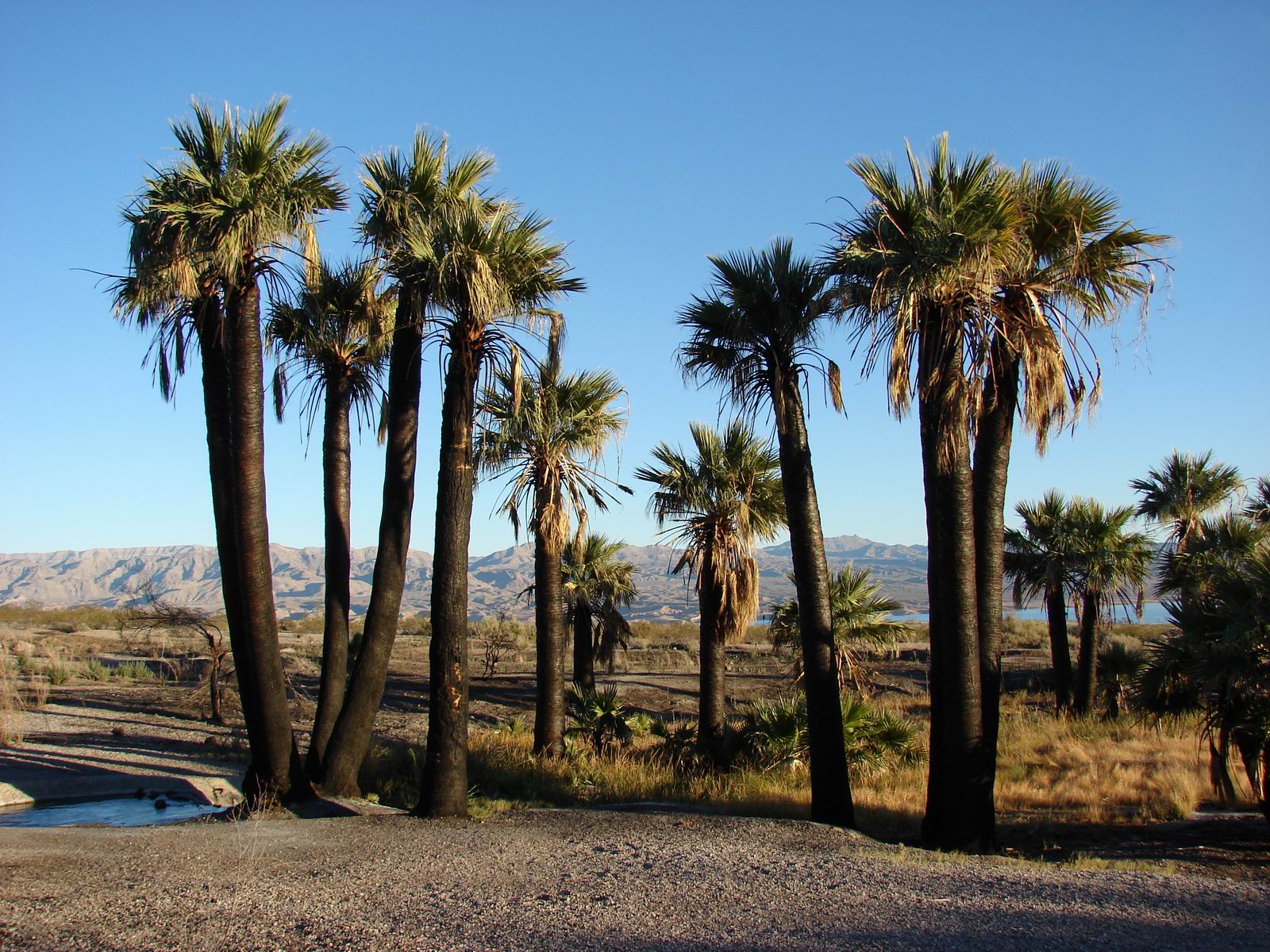 Washingtonia filifera (3)
