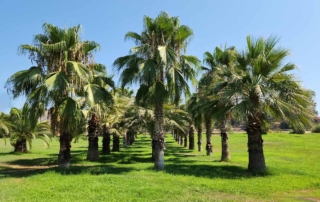 نخل واشنگتونیا