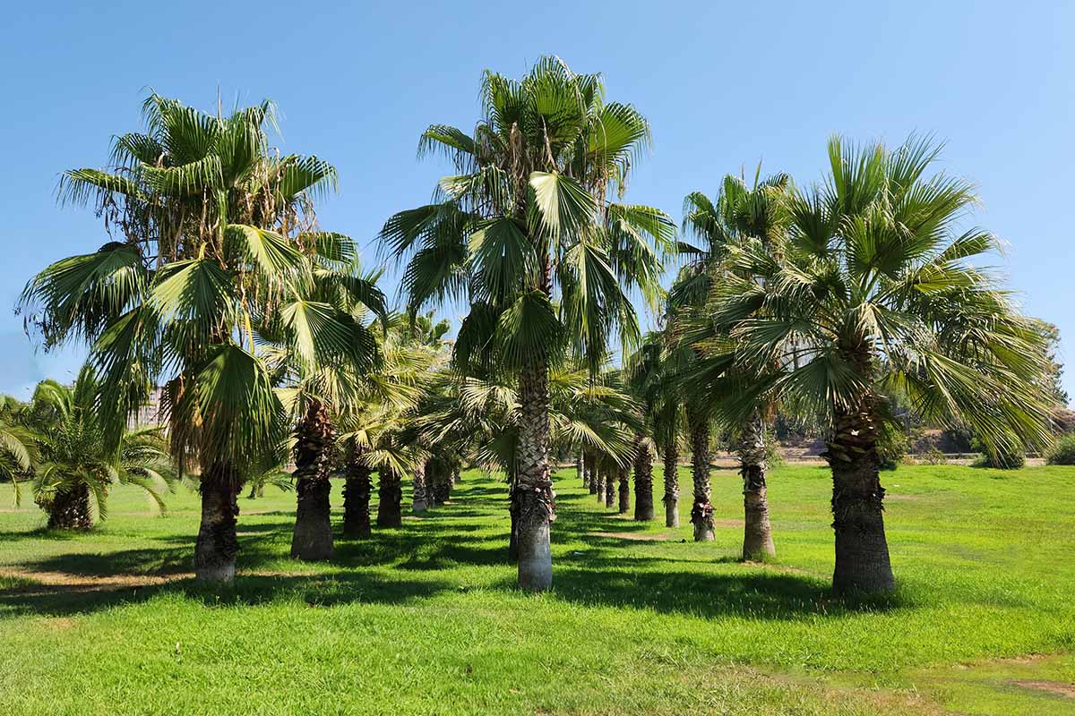 نخل واشنگتونیا نخل واشنگتونیا