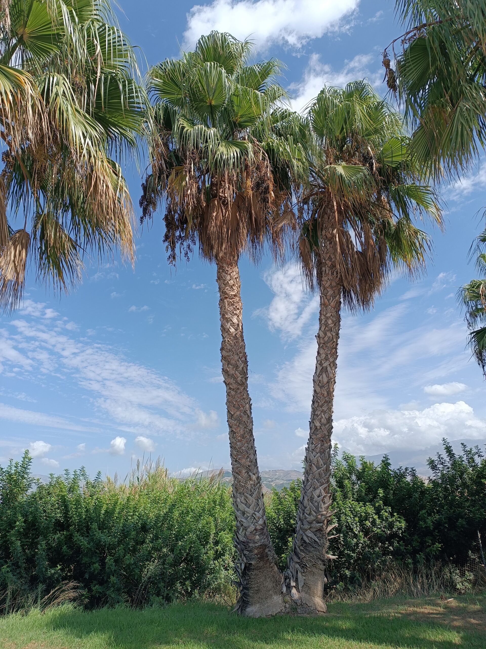 Washingtonia filifera (6)