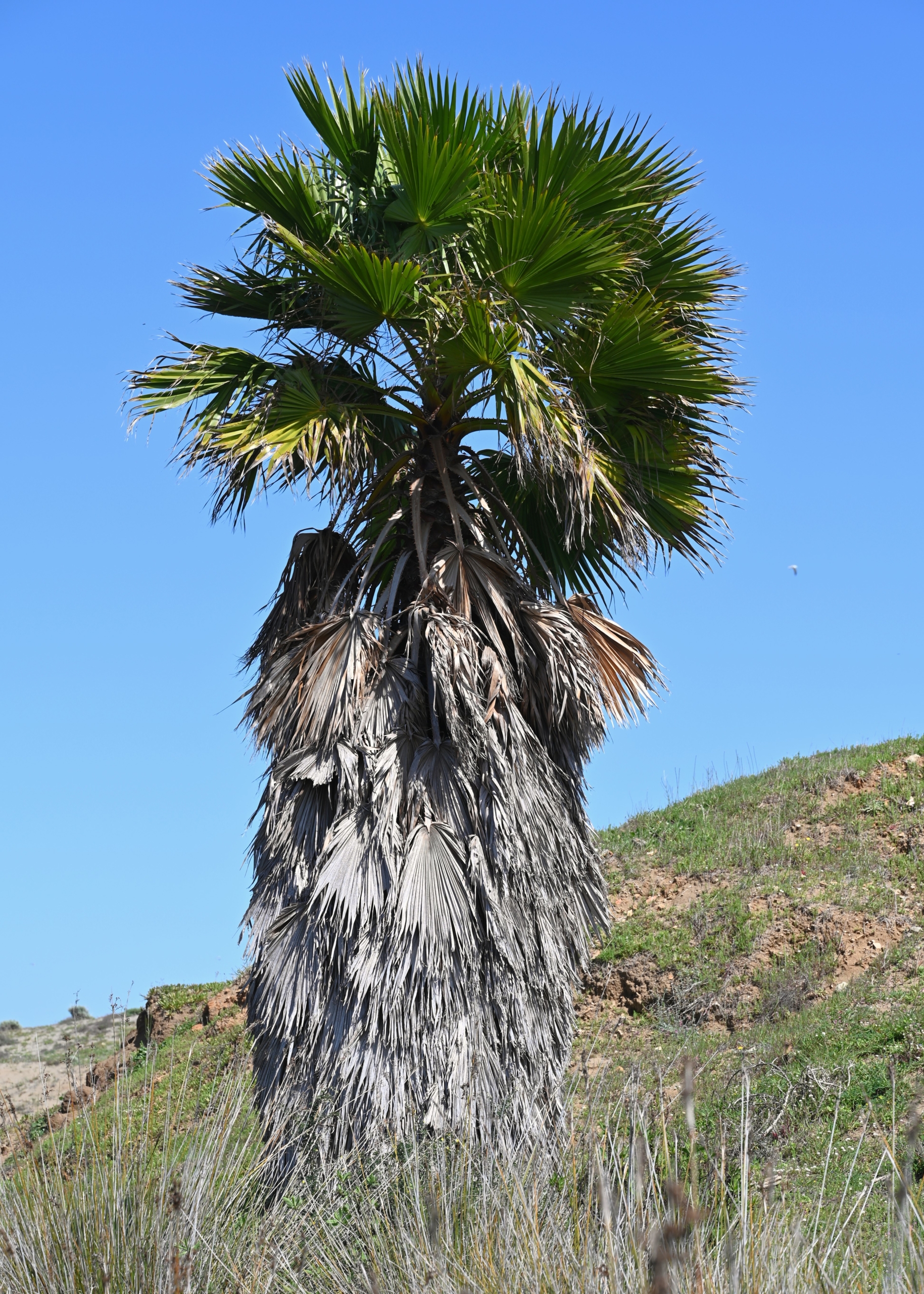 Washingtonia filifera (7)