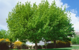 افرای سیاه افرای سیاه