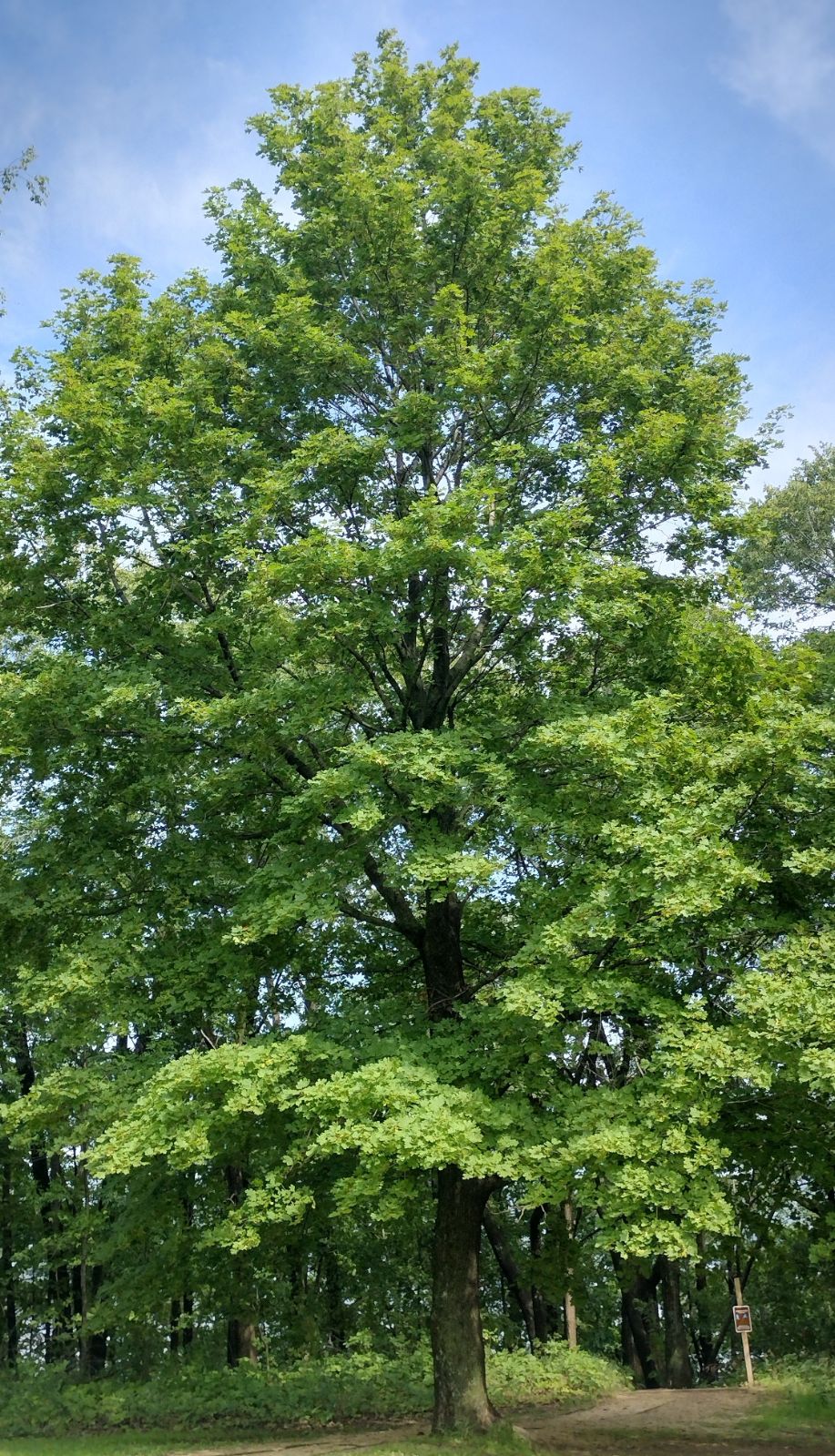 Acer platanoides 01
