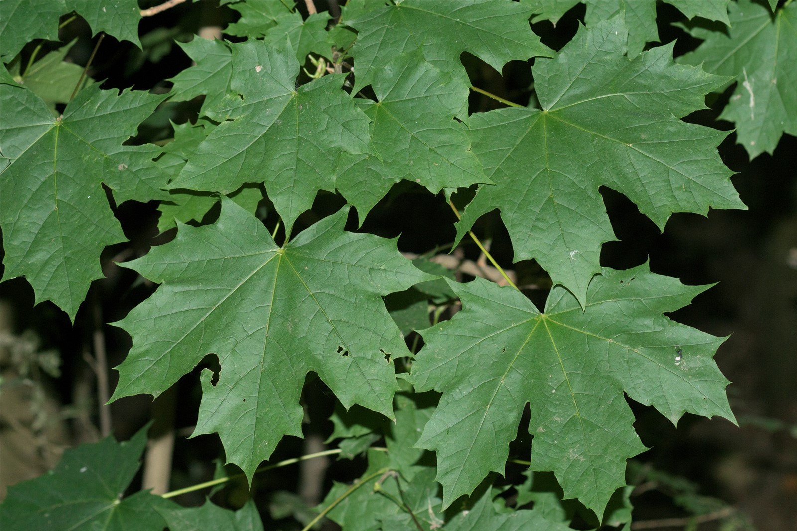 Acer platanoides 02