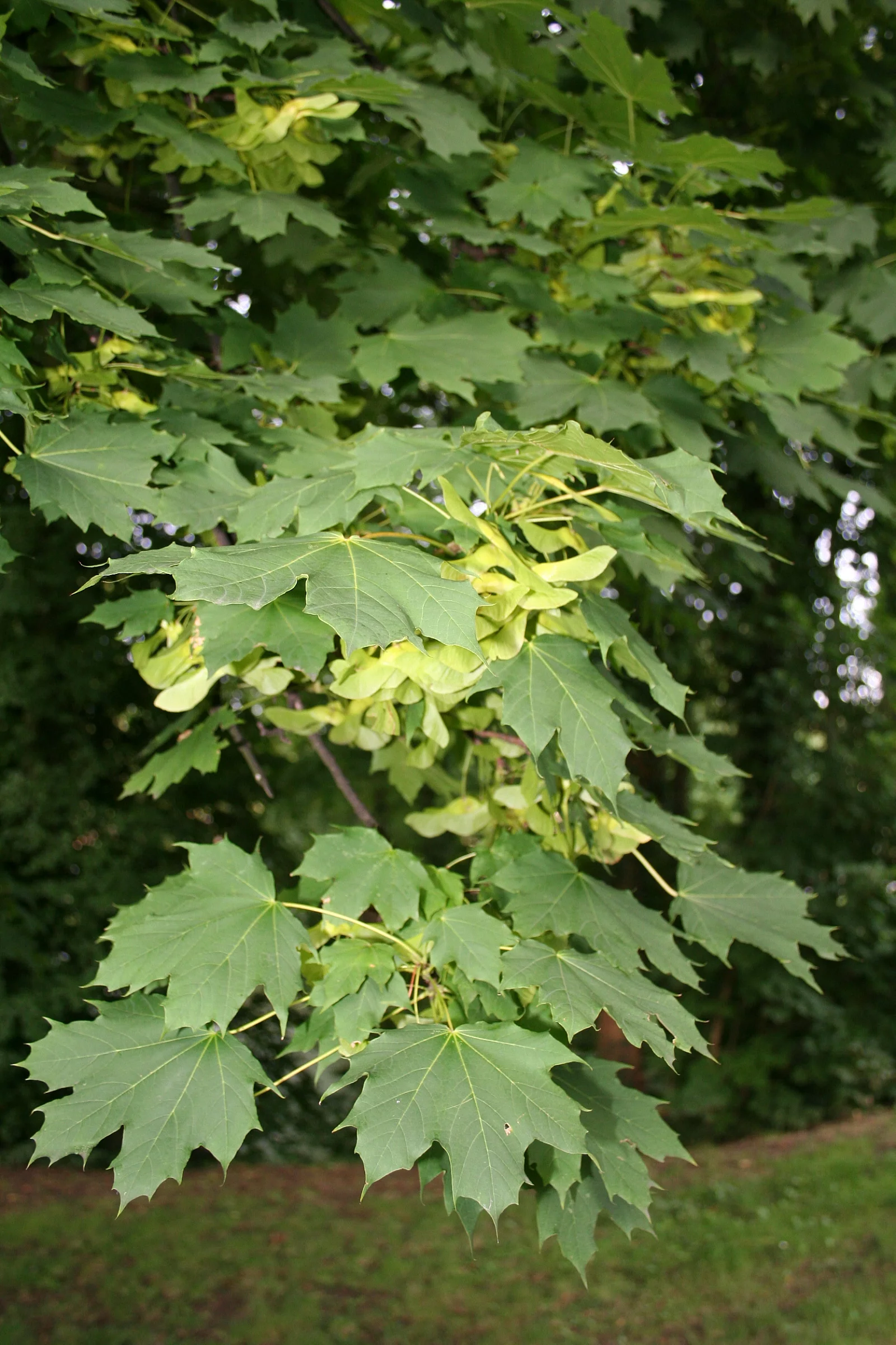 Acer platanoides 03