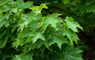 افرای برگ چناری افرای برگ چناری