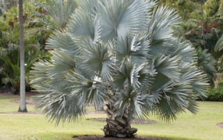 نخل بیسمارک نخل بیسمارک