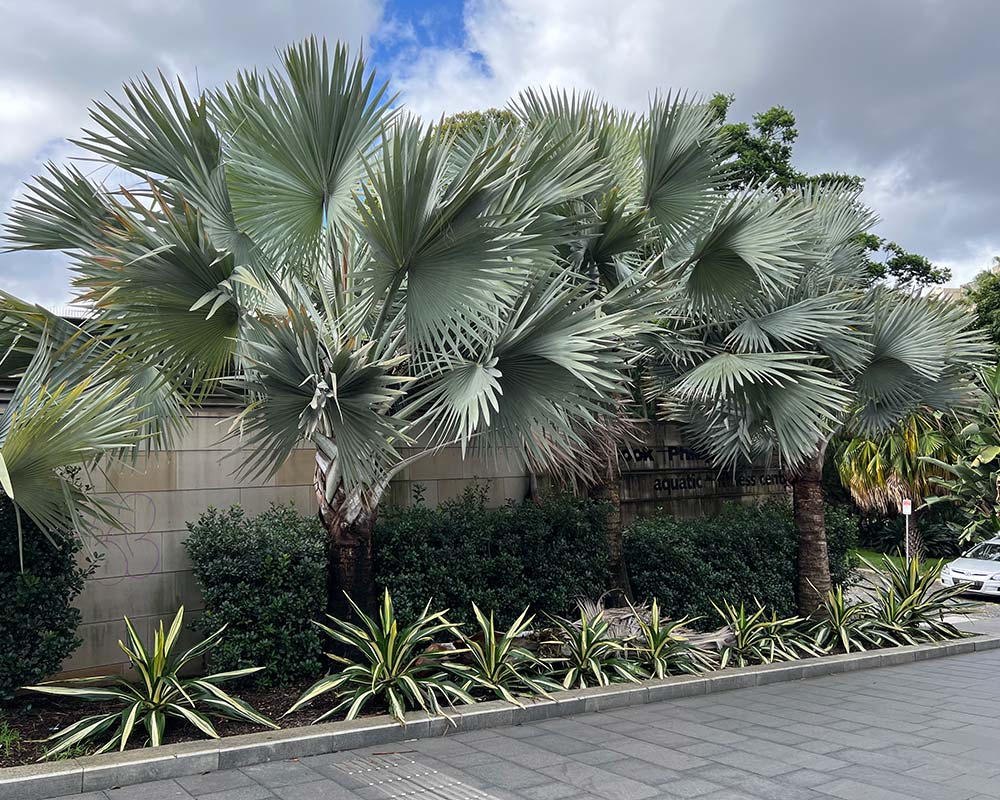 نخل بیسمارک نخل بیسمارک