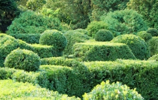 شمشاد همیشه سبز شمشاد همیشه سبز