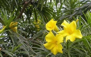 خرزهره زرد خرزهره زرد