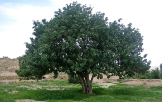 خرنوب خرنوب