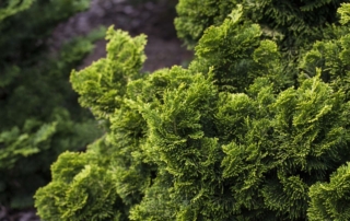 شبه سرو ژاپنی نانا شبه سرو ژاپنی نانا