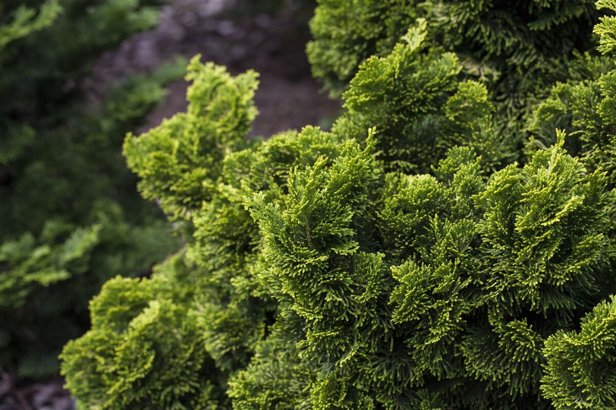 شبه سرو ژاپنی نانا شبه سرو ژاپنی نانا