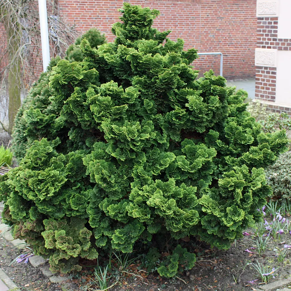 Chamaecyparis obtusa ‘Nana 02