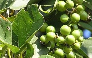 سپستان سپستان