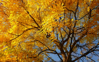 قهوه کنتاکی قهوه کنتاکی