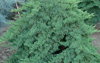 ارس ستاره ای مجنون ارس ستاره ای مجنون