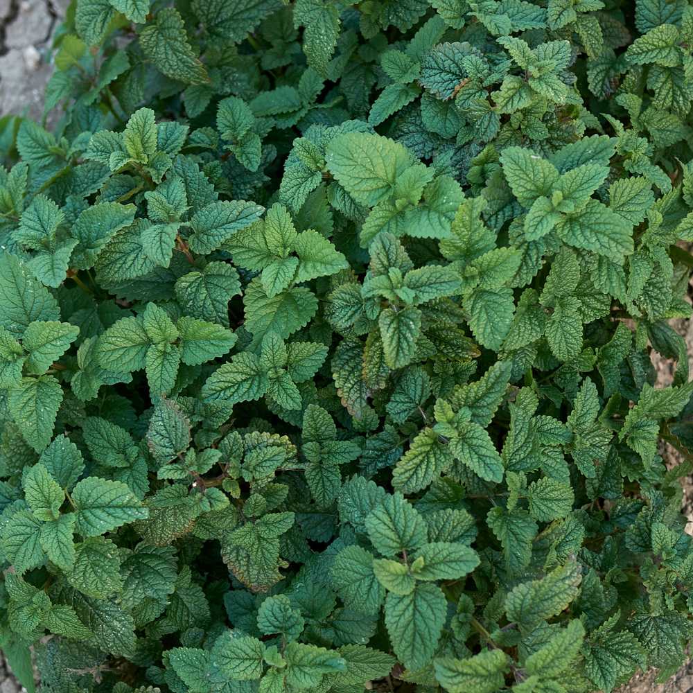 xr:d:DAFxQ4FnaMg:3255,j:6186106076516038656,t:23121119