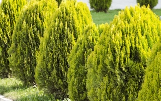 تویا تبری (نوش) تویا تبری (نوش)