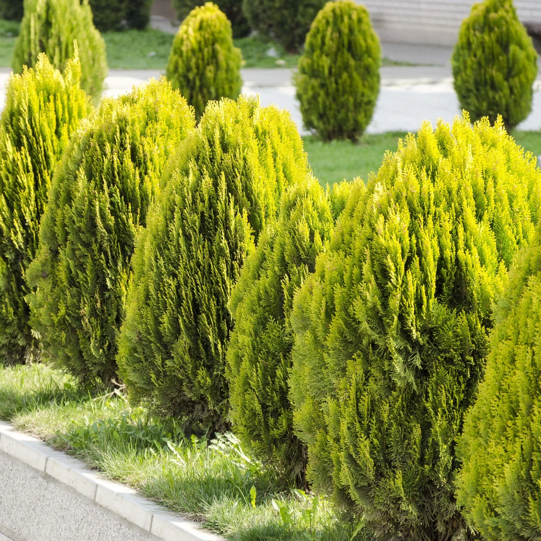 تویا تبری (نوش) تویا تبری (نوش)