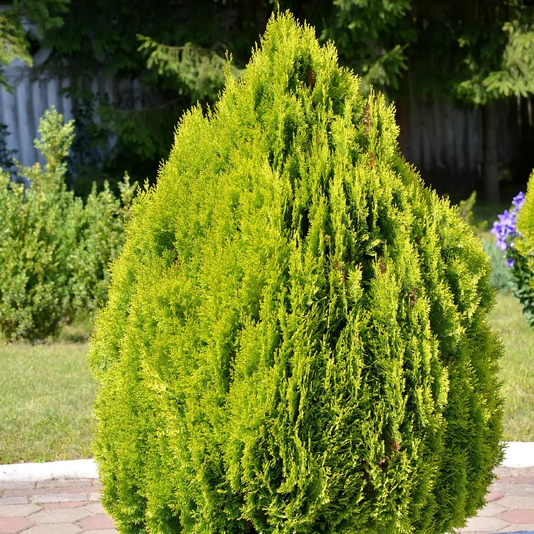 Platycladus orientalis 06