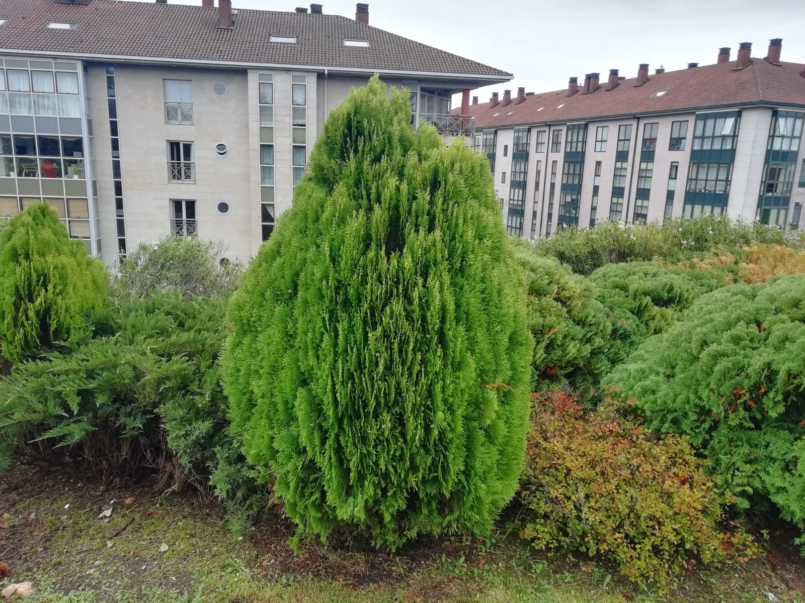 Platycladus orientalis (2)