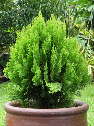 Platycladus orientalis (4)